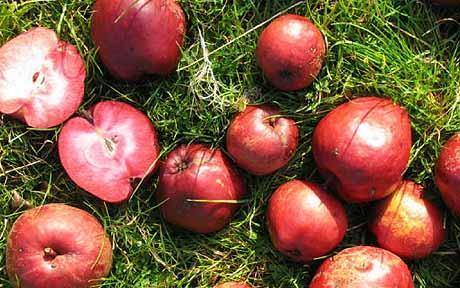 800-year-old apple 'healthiest to eat' - VitMedics